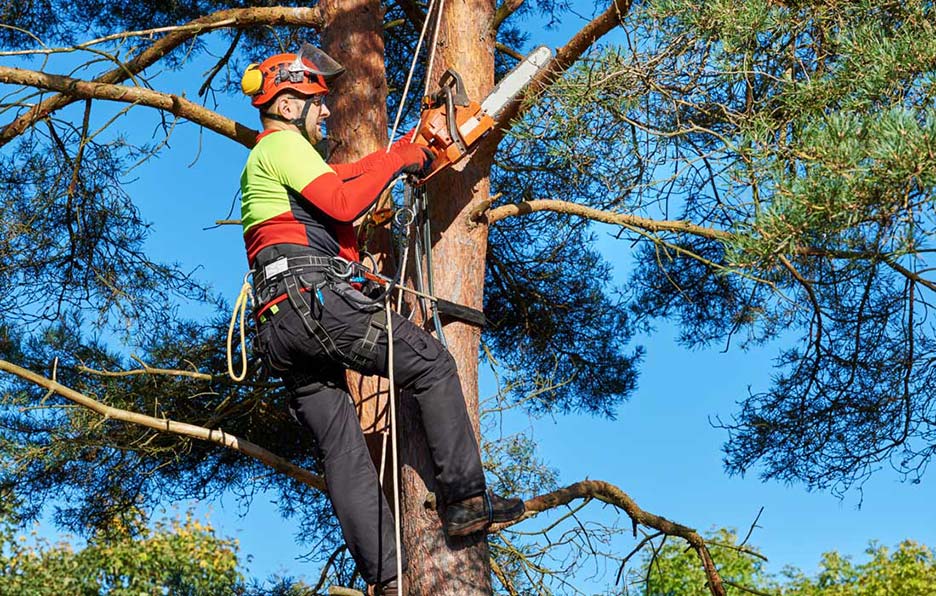 Canopy Tree Experts Ltd Arborist Services
